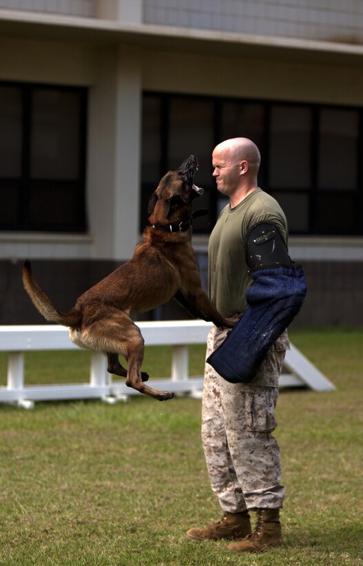 Sgt. Daniel Pierce, a dog handler with Marine Corps Base Hawaii’s military working dog section, conducts training with Mido, a 3-year-old Belgian Malinois working dog, at the dog training area behind the Provost Marshal’s Office, Oct. 15, 2013. Mido was given a command to jump up and intimidate Pierce by barking in his face without hurting him.(U.S. Marine Corps photo by Lance Cpl. Suzanna Knotts)