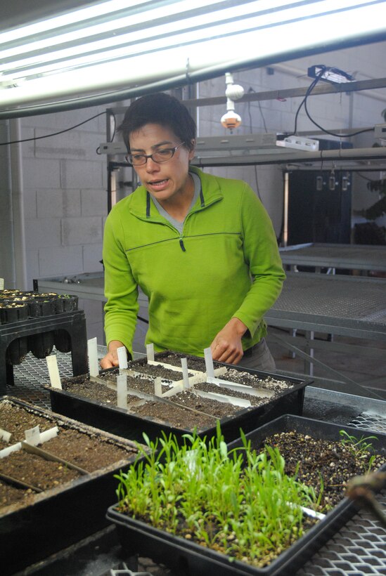 The Hamilton Nursery was opened by the U.S. Army Corps of Engineers San Francisco District in 2012 providing biologists, such as Nursery Manager Christina McWhorter, a place to grow native plants for the project. 