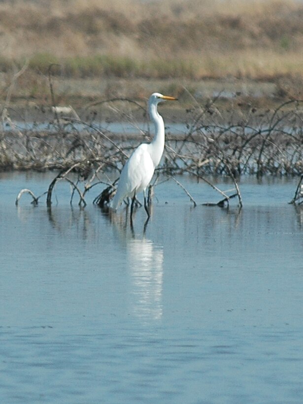 A variety of birds, such as the egret, call Hamilton home.  
