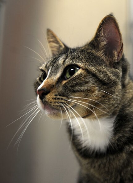 Daisy, pet of Jan and Ken Nelson, waits for a check-up at the veterinary clinic Oct. 7, 2013, at Shaw Air Force Base, S.C. The base veterinary clinic offers services and treats canine and feline patients. (U.S. Air Force photo by Senior Airman Laura L. Valentine/Released)