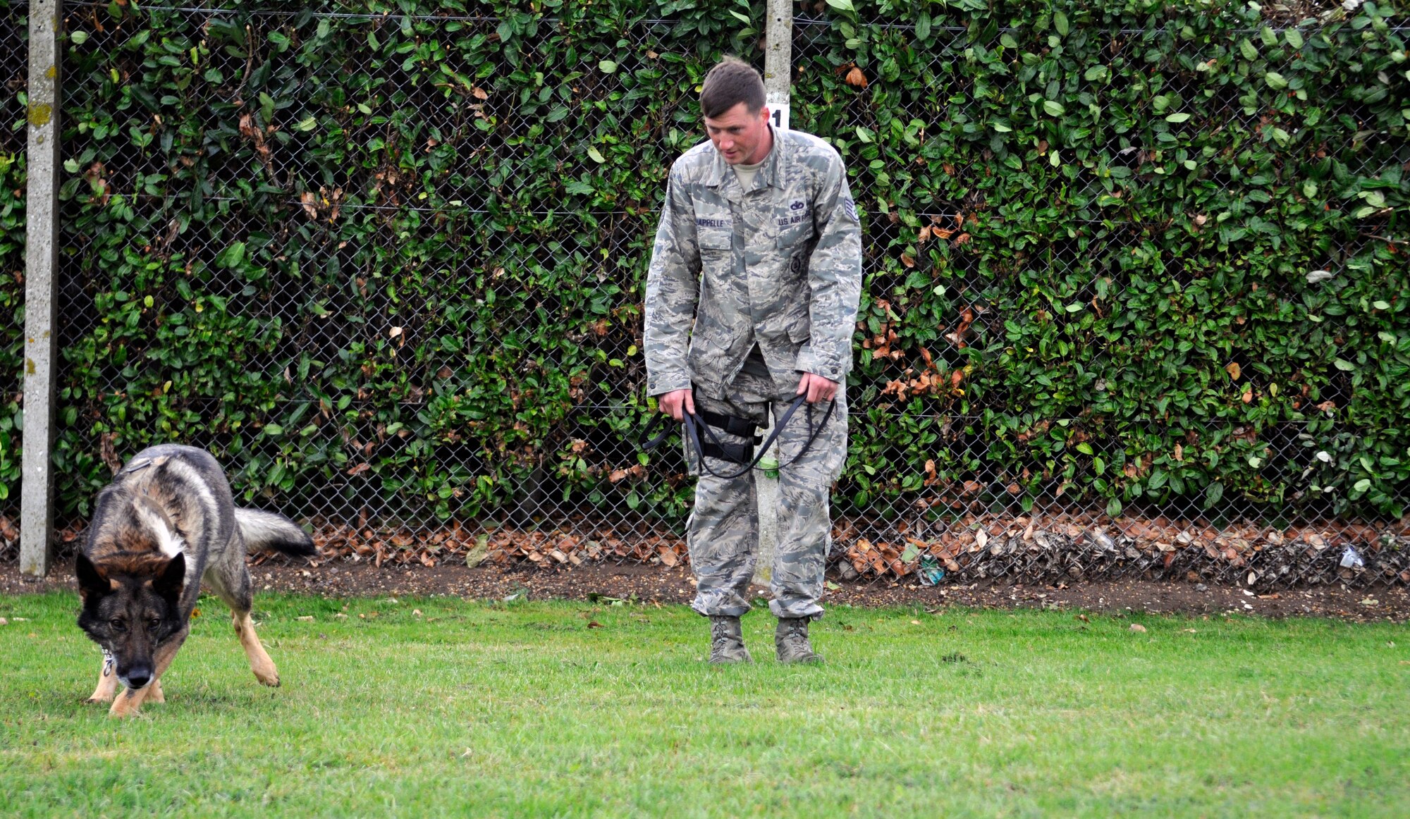 U.S. Air Force Military Working Dog Zulton, 100th Security Forces Squadron, looks for his ball while Staff Sgt. Barret Chappelle, 100th SFS MWD handler from Lafayette, La., hides it from him Oct. 10, 2013, while training at the K-9 kennels on RAF Mildenhall, England. The two have worked together since February 2012. (U.S. Air Force photo by Senior Airman Christine Griffiths/Released)
