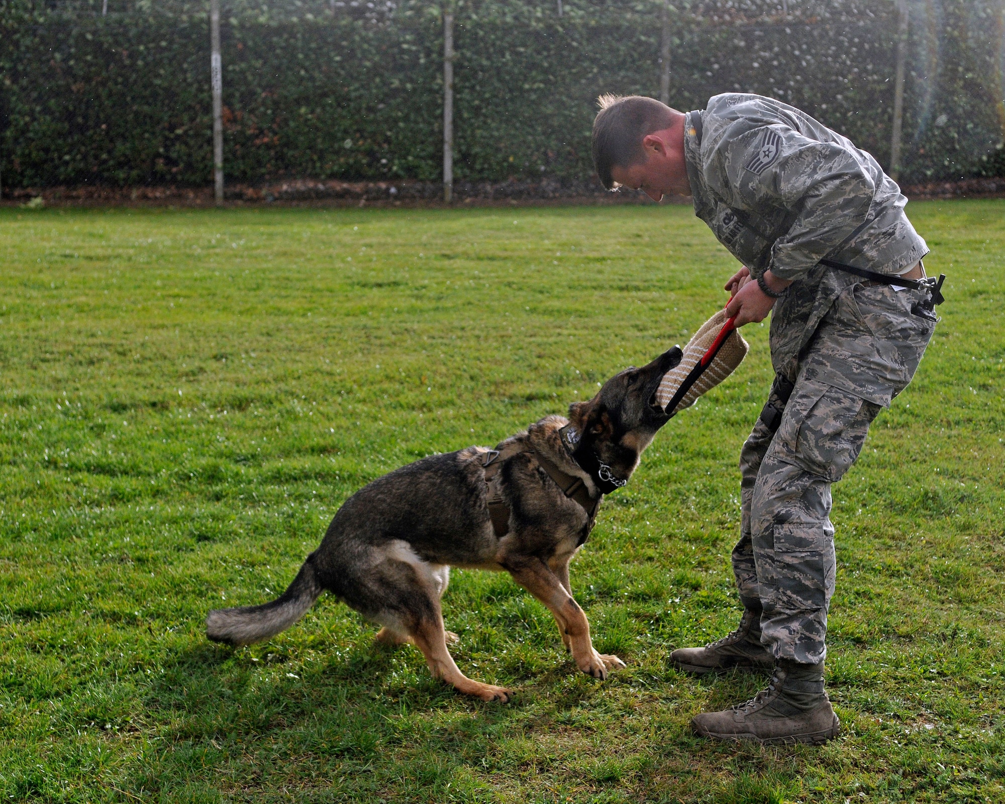 U.S. Air Force Staff Sgt. Barret Chappelle, 100th Security Forces Squadron Military Working Dog handler from Lafayette, La., and MWD Zulton practice bite training Oct. 10, 2013, at the K-9 kennels on RAF Mildenhall, England. Bite training is one of many tasks handlers need to complete on a monthly basis with their MWDs. Other monthly training includes basic obedience and detection capabilities. Chappelle and Zulton have also worked with the 321st Special Tactics Squadron here and the 56th Rescue Squadron from RAF Lakenheath on ground training and helicopter conditioning. (U.S. Air Force photo by Senior Airman Christine Griffiths/Released)