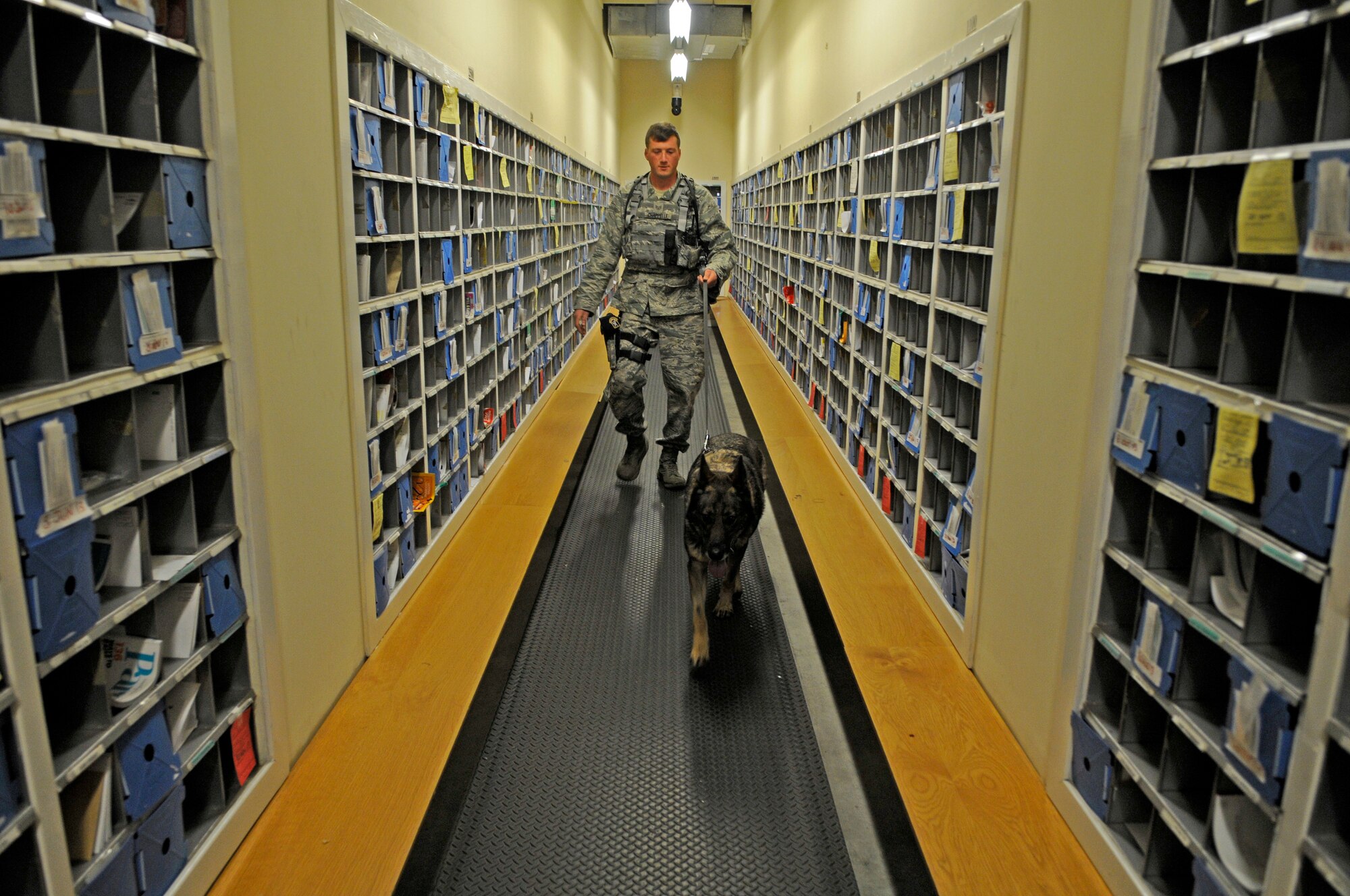 U.S. Air Force Staff Sgt. Barret Chappelle, 100th Security Forces Squadron Military Working Dog handler from Lafayette, La., and MWD Zulton perform detection sweeps Oct. 10, 2013, in the post office on RAF Mildenhall, England. Chappelle coordinates with multiple base facilities to fulfill training requirements. Chappelle and Zulton have been partners since February 2012. (U.S. Air Force photo by Senior Airman Christine Griffiths/Released)