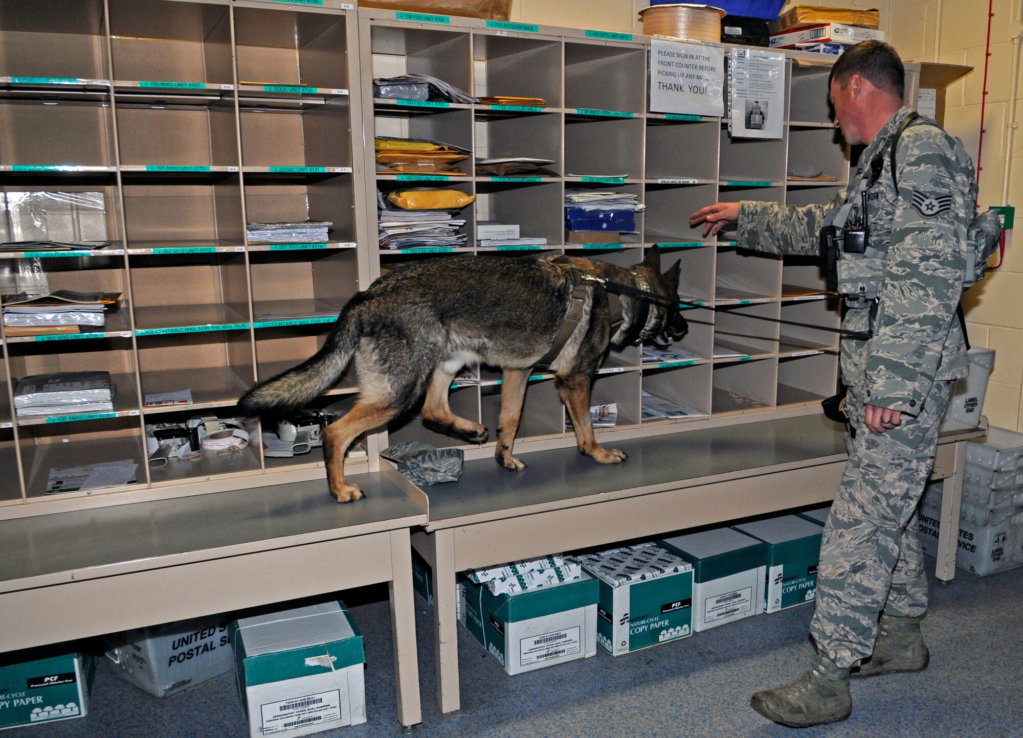 U.S. Air Force Staff Sgt. Barret Chappelle, 100th Security Forces Squadron Military Working Dog handler from Lafayette, La., and MWD Zulton conduct detection training Oct. 10, 2013, at the post office on RAF Mildenhall, England. Chappelle coordinates with multiple base facilities to fulfill training requirements. The primary mission for MWDs and handlers is to detect, delay and deter the enemy. (U.S. Air Force photo by Senior Airman Christine Griffiths/Released)