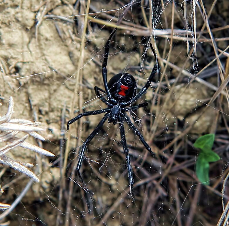 THE ITSY BITSY SPIDER Man has deadly reaction to black