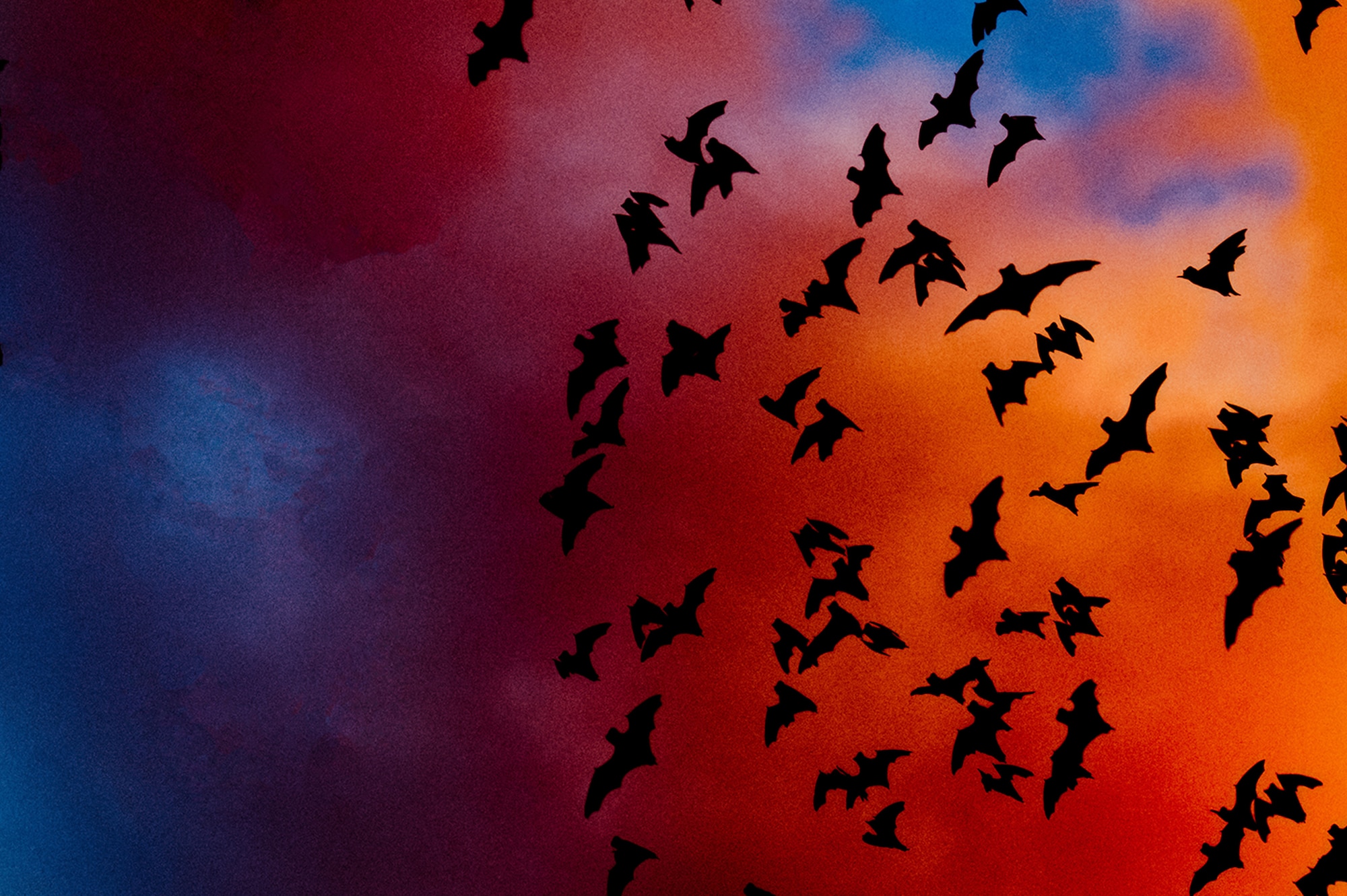 Located about 11 miles northwest of Joint Base San Antonio-Randolph, Texas, is the true “bat cave.” Bracken Cave nests millions of migratory Mexican free-tailed bats from March to October and is the largest bat and mammalian colony on earth. (U.S. Air Force photo illustration by Tech. Sgt. Samuel Benedet/Released)