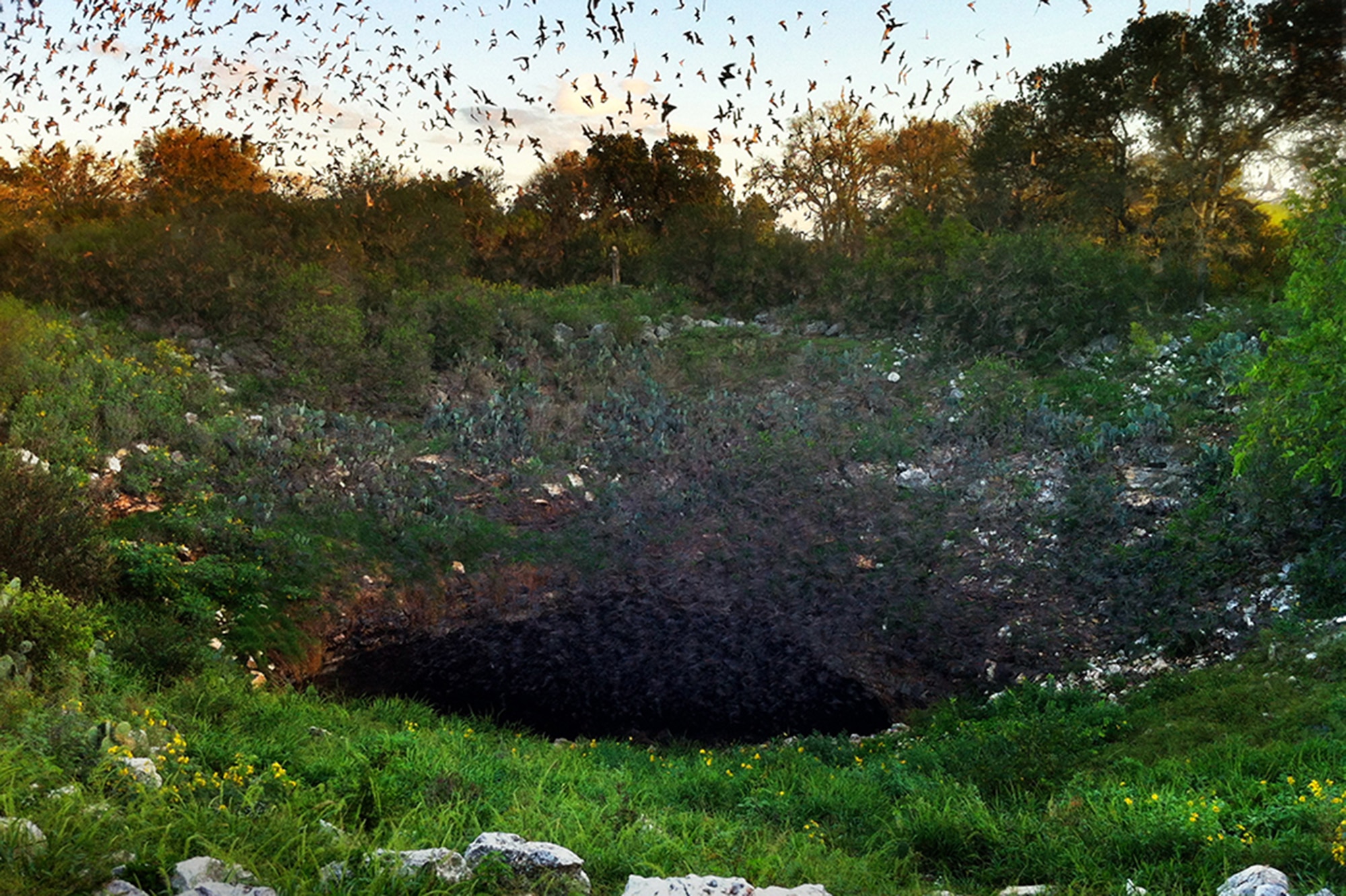 Bats are natural enemies of night-flying insects — and aircraft. The millions of Mexican free-tailed bats at Bracken Bat Cave in Texas eat up to 200 tons of insects nightly, resulting in 20 to 40 feet of guano lying on the cavern floor. The waste goes through a process of natural decomposition aided by guano beetles and decomposing microbes. As a result, guano contains powerful decomposing microbes, which help control soil-borne diseases. Confederate soldiers even mined bat guano for saltpeter to make gunpowder. The U.S. Government at one time even offered free land to those who found guano deposits and made it available to the public. 