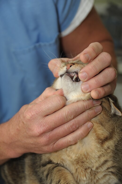 Dr. Andrew Bradley, Maxwell Air Force Base Veterinary Facility veterinarian, checks Aubi’s teeth and gums here Oct. 15, 2013. Aubi was taken to the vet for a regular check-up and booster shot. (U.S. Air Force photo by Senior Airman Natasha Stannard/Released) 