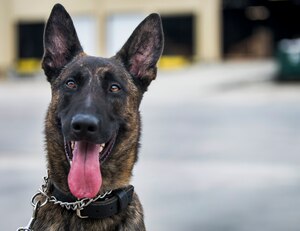 Chico, a dog with the 628th Security Forces K’9 unit, poses for a photo outside a warehouse October 22, 2013 during an Explosives detection training in Summerville, S.C. During this training, the dogs undergo obstacles where they searched through blocks or warehouse equipment for substances that are and may be used by terrorists or criminals. (U.S. Air Force/Senior Airman Ashlee Galloway)
