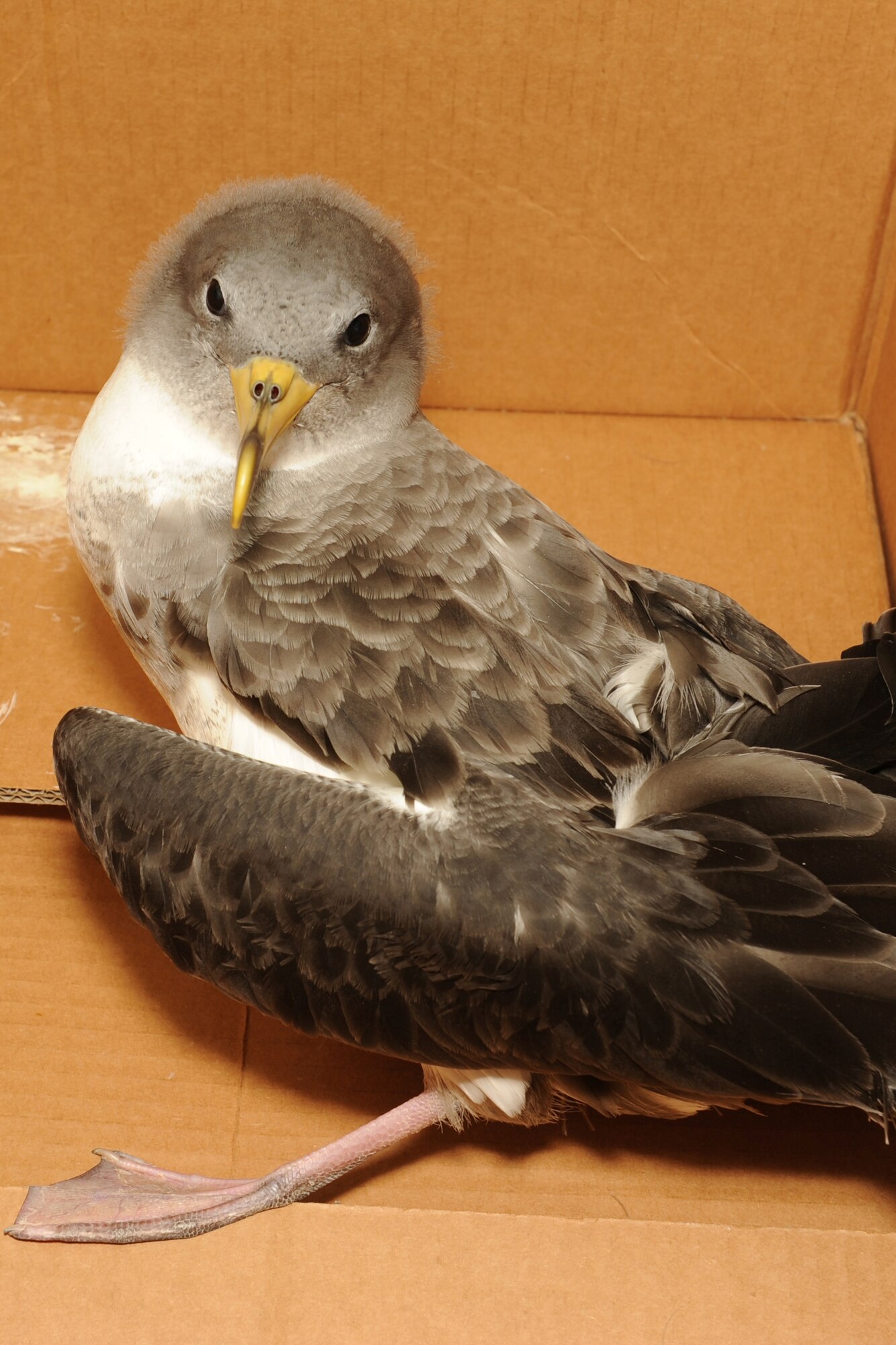 The Lajes Cory's Shearwater Rescue Campaign is on the road in support of the Azores SOS Cagarro campaign Oct. 15 through Nov. 15. Also known as Cagarro in Portuguese, the Cory's Shearwater sea bird is unique in that 75 percent of the world's population mates here in the Azorean archipelago. As such, these birds are protected by Portuguese and international laws, and the people of the Azores have a very important role in the conservation of this species. (U.S. Air Force photo by Guido Melo)