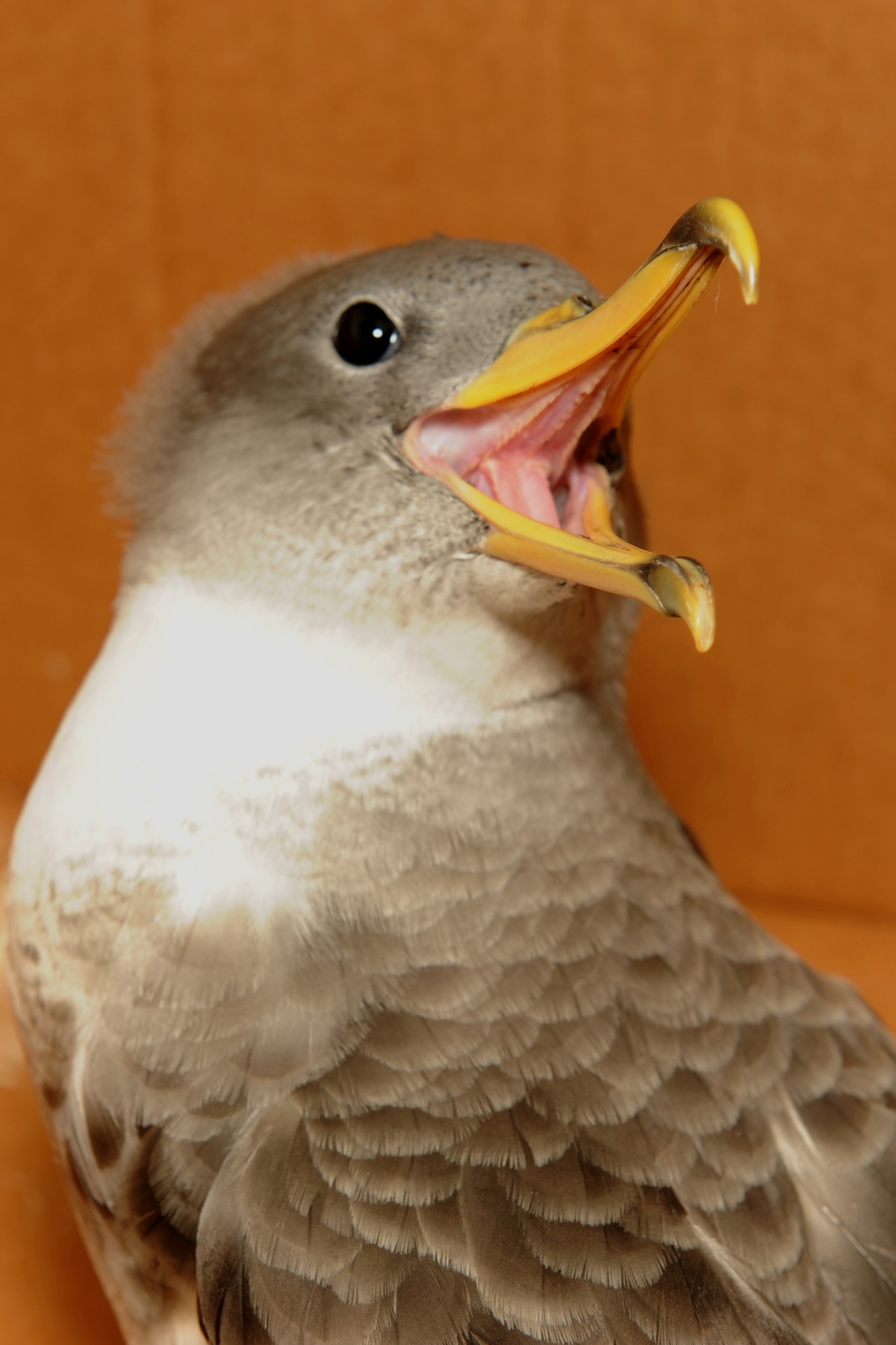 The Lajes Cory's Shearwater Rescue Campaign is on the road in support of the Azores SOS Cagarro campaign Oct. 15 through Nov. 15. Also known as Cagarro in Portuguese, the Cory's Shearwater sea bird is unique in that 75 percent of the world's population mates here in the Azorean archipelago. As such, these birds are protected by Portuguese and international laws, and the people of the Azores have a very important role in the conservation of this species. (U.S. Air Force photo by Guido Melo)