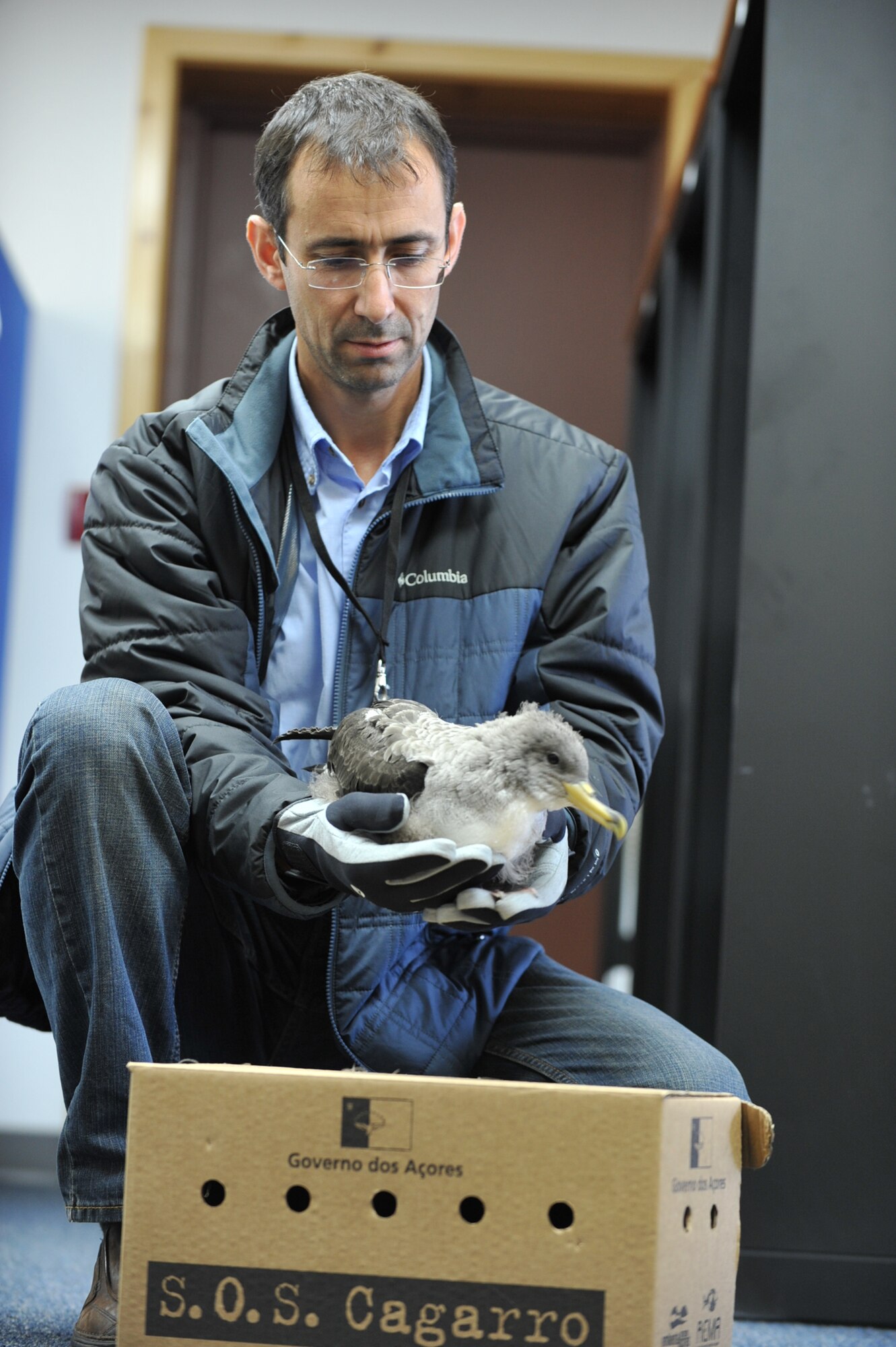 Vitor Berbereia, 65th Civil Engineer Squadron environmental engineer, places a Cory's Shearwater sea bird in box before helping it return to sea Oct. 25, 2013, at Lajes Field, Azores. The Lajes Cory's Shearwater Rescue Campaign is on the road in support of the Azores SOS Cagarro campaign Oct. 15 through Nov. 15. Also known as Cagarro in Portuguese, the Cory's Shearwater sea bird is unique in that 75 percent of the world's population mates here in the Azorean archipelago. As such, these birds are protected by Portuguese and international laws, and the people of the Azores have a very important role in the conservation of this species. (U.S. Air Force photo by Staff Sgt. Angelique N. Smythe)
