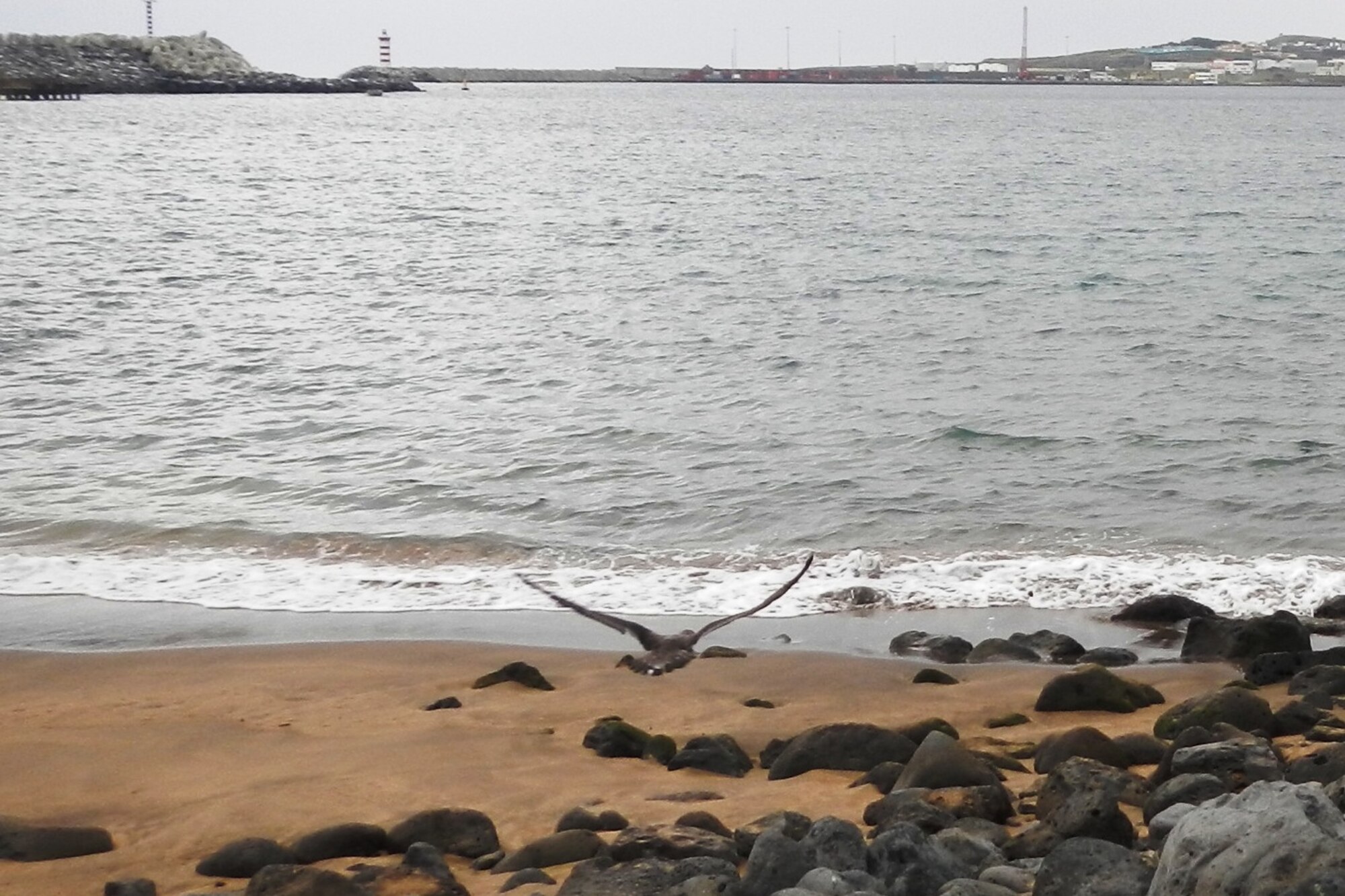 A Cory's Shearwater sea bird flies back to the ocean Oct. 25, 2013, at Praia da Vitoria, Azores. The Lajes Cory's Shearwater Rescue Campaign is on the road in support of the Azores SOS Cagarro campaign Oct. 15 through Nov. 15. Also known as Cagarro in Portuguese, the Cory's Shearwater sea bird is unique in that 75 percent of the world's population mates here in the Azorean archipelago. As such, these birds are protected by Portuguese and international laws, and the people of the Azores have a very important role in the conservation of this species. (U.S. Air Force photo by Vitor Berbereia)