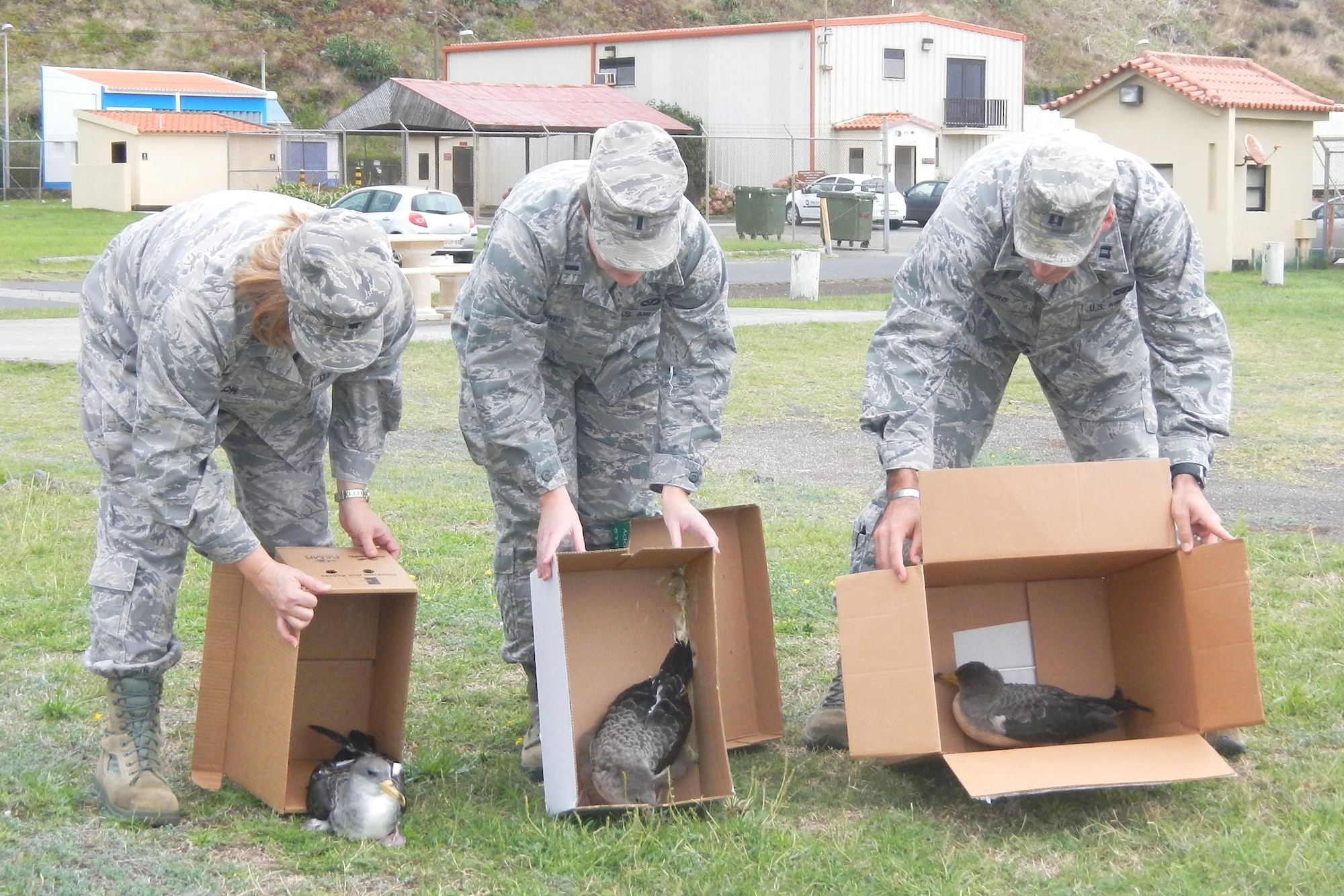 Lajes Airmen release three Cory's Shearwater sea birds near the shoreline in Praia da Vitoria, Azores, Oct. 25, 2013. The Lajes Cory's Shearwater Rescue Campaign is on the road in support of the Azores SOS Cagarro campaign Oct. 15 through Nov. 15. Also known as Cagarro in Portuguese, the Cory's Shearwater sea bird is unique in that 75 percent of the world's population mates here in the Azorean archipelago. As such, these birds are protected by Portuguese and international laws, and the people of the Azores have a very important role in the conservation of this species. (U.S. Air Force photo by Vitor Berbereia)
