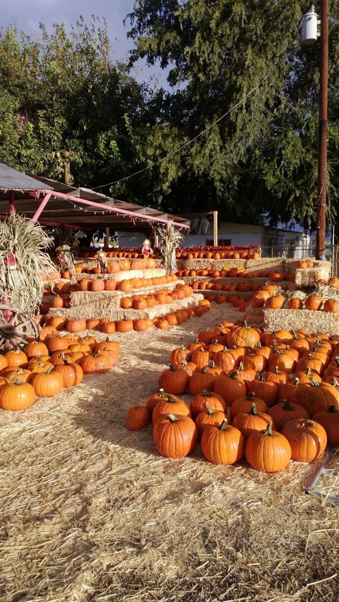 Pumpkins are available for purchase at Tolmachoff Farms. (U.S. Air Force photo/Staff Sgt. Timothy Boyer)