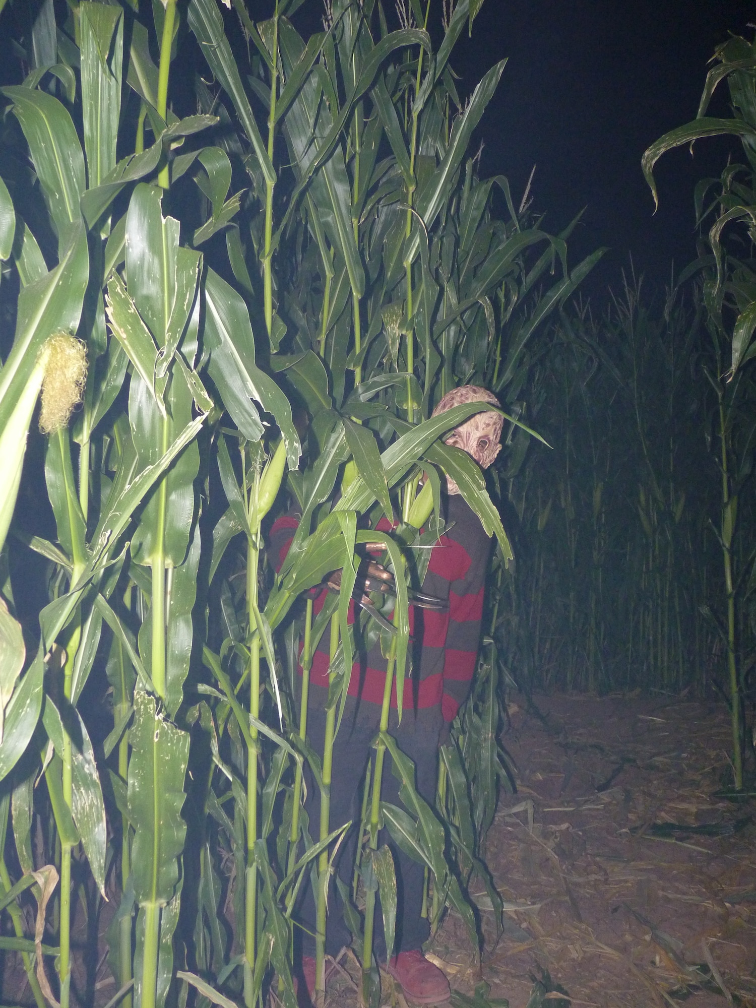 Horror icon Freddy Krueger waits for passers-by recently in the haunted corn maze at Tolmachoff Farms. (U.S. Air Force photo/Staff Sgt. Timothy Boyer)