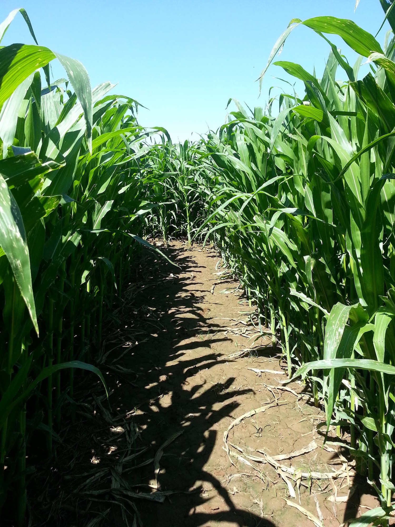 One of the many paths through the family corn maze at Tolmachoff Farms looks perfectly fine during the day. (U.S. Air Force photo/Staff Sgt. Timothy Boyer)
