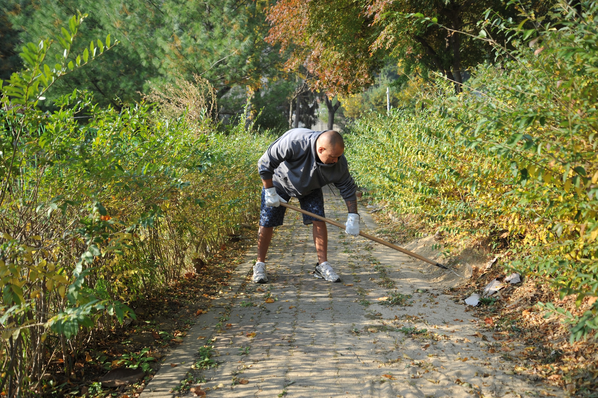 Master Sgt. Bradford Cambra, 51st Communications Squadron first sergeant, rakes under hedges at Mustang Valley Park at Osan Air Base, Republic of Korea, Oct. 26, 2013. The Osan Top III council, 51st Civil Engineer Squadron, and Osan Boy Scout Troop 86 with Webelos II scouts teamed up for this volunteer project for the community’s benefit. (U.S. Air Force photo/Staff Sgt. Emerson Nuñez)