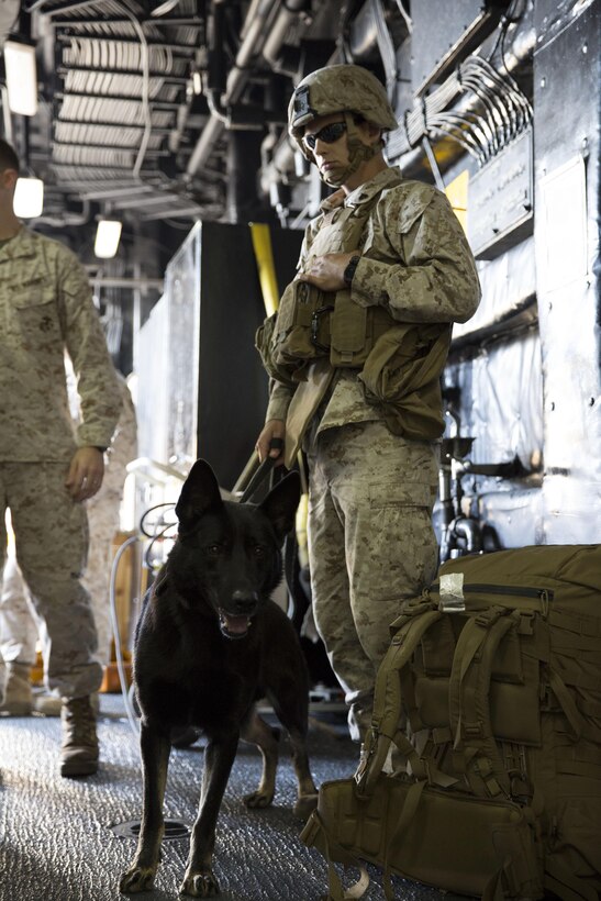 U.S. Marine Corps Cpl. Patrick Lobitz, 22nd Marine Expeditionary Unit (MEU) K9 handler and native of Neosho, Miss., arrives aboard the USS Bataan (LHD 5) with his military working dog Jony, off the East Coast, during the Amphibious Ready Group/MEU exercise, Oct. 26, 2013. ARG/MEU Ex is the second stage of the MEU's at-sea period. The MEU is scheduled to deploy in early 2014 to the U.S. 5th and 6th Fleet areas of responsibility with the Bataan Amphibious Ready Group as a sea-based, expeditionary crisis response force capable of conducting amphibious missions across the full range of military operations. (U.S. Marine Corps photo by Sgt. Alisa J. Helin/Released)