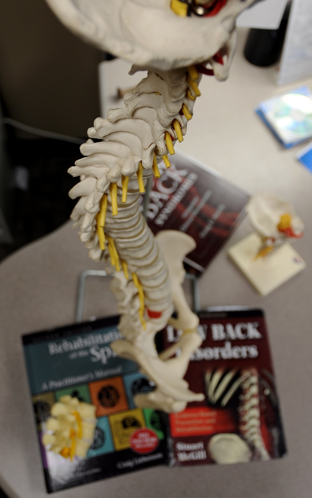 A model of a spinal column sits on the desk of Dr. Philip Hardinger, 2nd Medical Group chiropractor, on Barksdale Air Force Base, La., Oct. 30, 2013. Hardinger uses models like this as a visual aid when explaining back problems to patients. (U.S. Air Force photo/Staff Sgt. Jason McCasland)