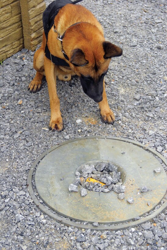 Dasty stares at an explosive Oct. 24 at Range 160 on Camp Hansen, signaling his handler that an improvised explosive device may be buried there. Dasty is a military working dog with 3rd LE Bn. (U.S. Marine Corps photo by Lance Cpl. Donald T. Peterson/Released)