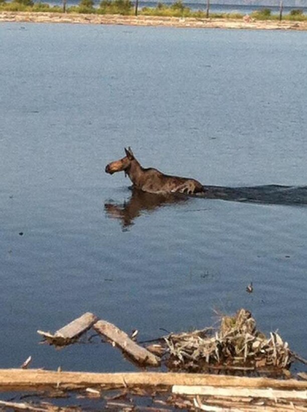 A moose swimming in the Clark Fork Driftyard during summer maintenance. Photo was taken by maintenance summer student Connor Johnson. 