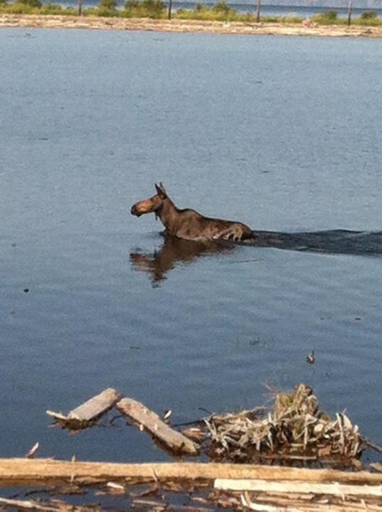 Moose Swimming in the Clark Fork Driftyard
