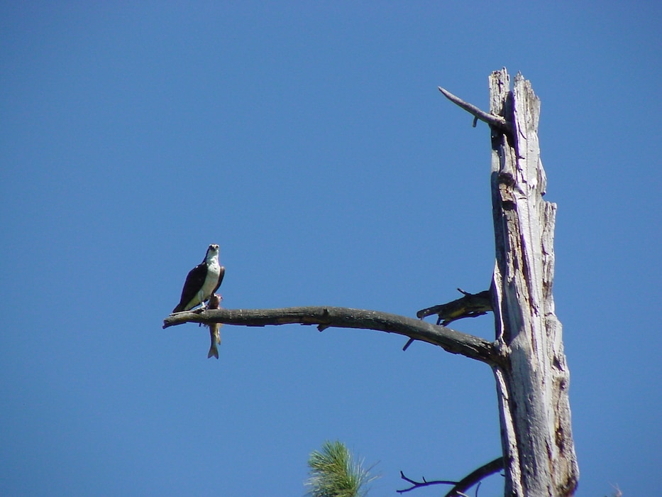 Osprey  in Tree Eating a Fish at Albeni Falls Dam