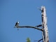 Osprey  in Tree Eating a Fish at Albeni Falls Dam