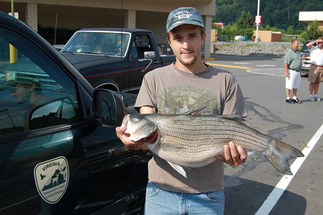 This State Record Hybrid Striped Bass weighed 13 lbs. 9 oz caught at John W. Flannagan on June 19, 2013.