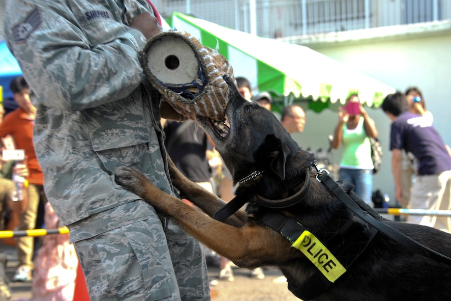 Frits, 374th Security Forces Squadron military working dog, demonstrates an attack during the 25th annual Fussa International Fair at Fussa city, Japan, Aug. 31, 2013. Frits serves at Yokota Air Base,Japan. (U.S. Air Force photo by Airman 1st Class Soo C. Kim/Released)
