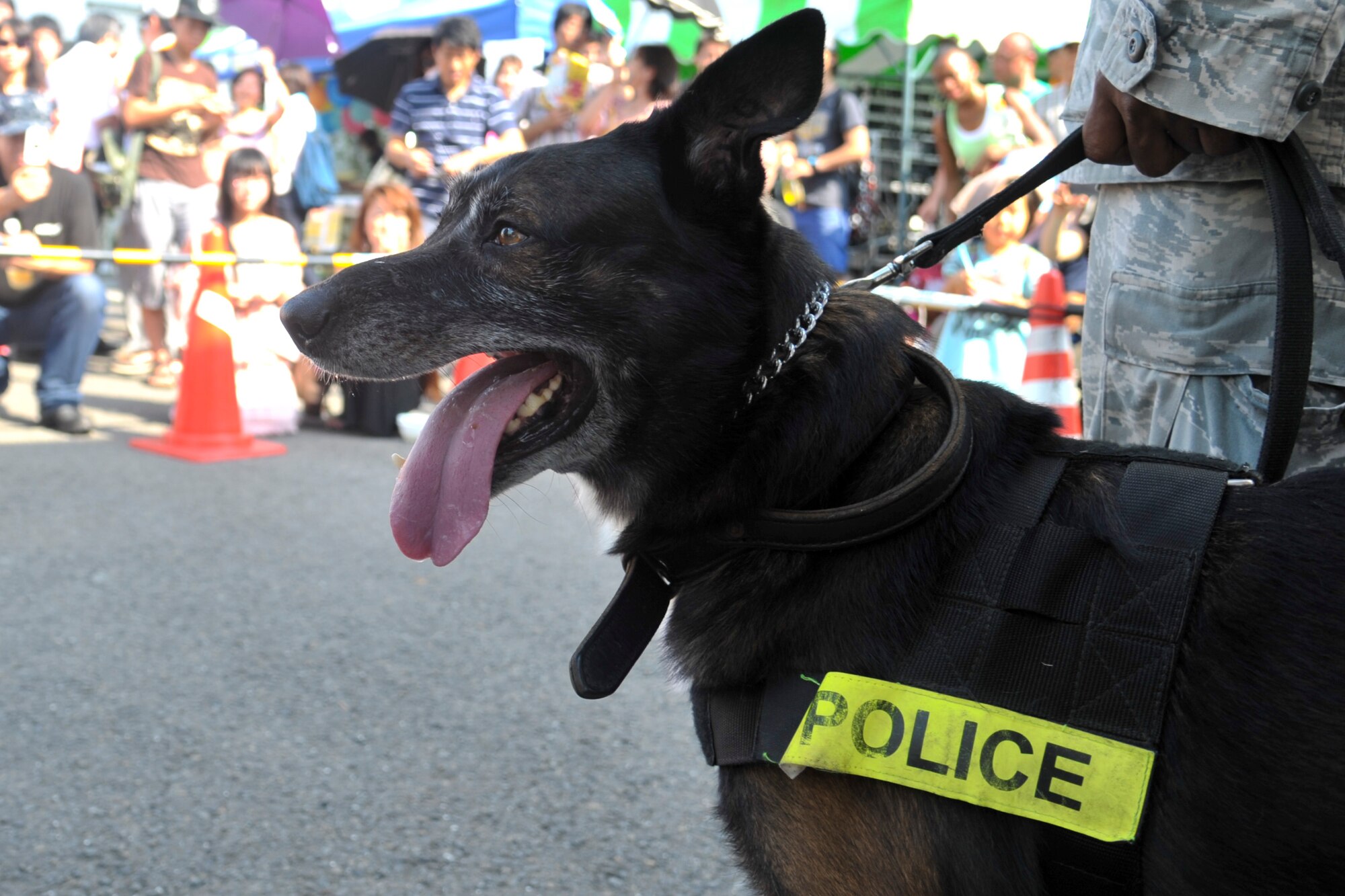 Frits, 374th Security Forces Squadron military working dog, demonstrates an attack during the 25th annual Fussa International Fair at Fussa city, Japan, Aug. 31, 2013. Frits serves at Yokota Air Base,Japan. (U.S. Air Force photo by Airman 1st Class Soo C. Kim/Released)