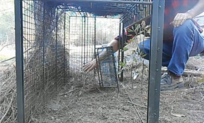Live traps will be set in residential areas of the base. Residents are encouraged to stay away from these traps and to keep pets and kids under close supervision to ensure they don’t come in contact with the traps or predatory animals. (Courtesy photo)