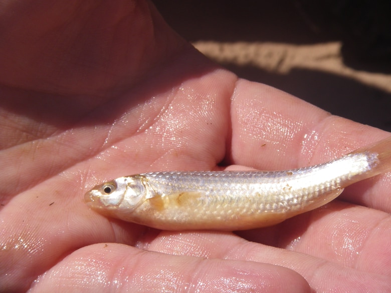 ALBUQUERQUE, N.M., -- A Rio Grande silvery minnow just before being released back to the Rio Grande, Aug. 15, 2013.
