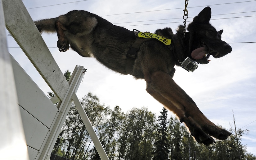 are german shepherds allowed on military bases