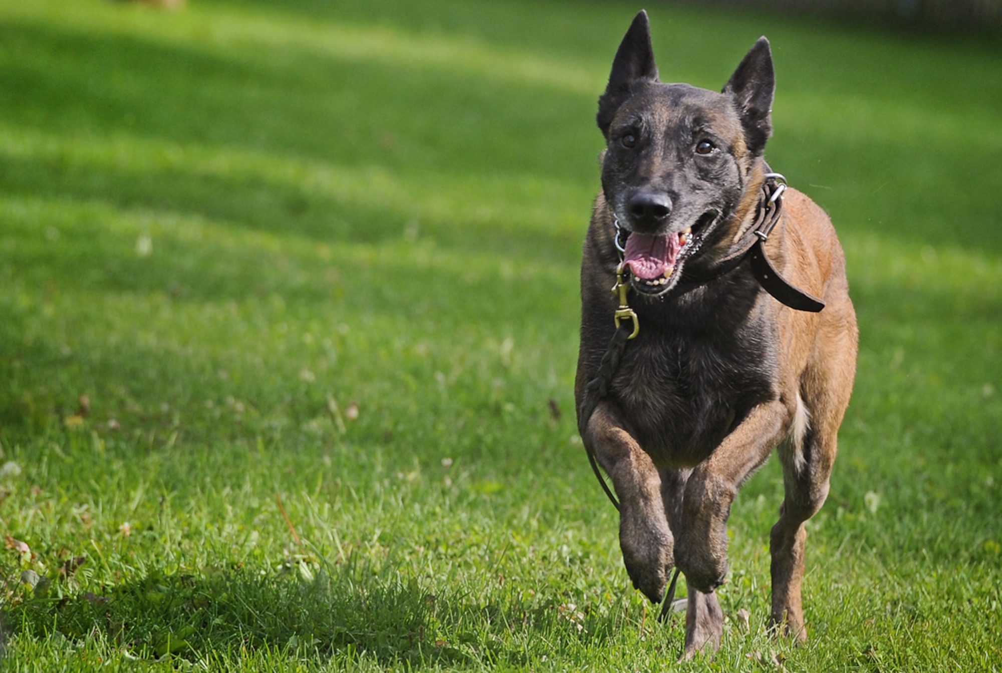 Kimba, a Belgian malinois military working dog assigned to the 673d Air Base Wing Security Forces Squadron, runs toward an aggressor during a training session on Joint Base Elmendorf-Richardson, Aug. 26, 2013. Security Forces Airmen continually train with their K9 counterparts to keep their teams flexible to respond to law enforcement emergencies, and for overseas deployments.  (U.S. Air Force photo by Justin Connaher/Released)
