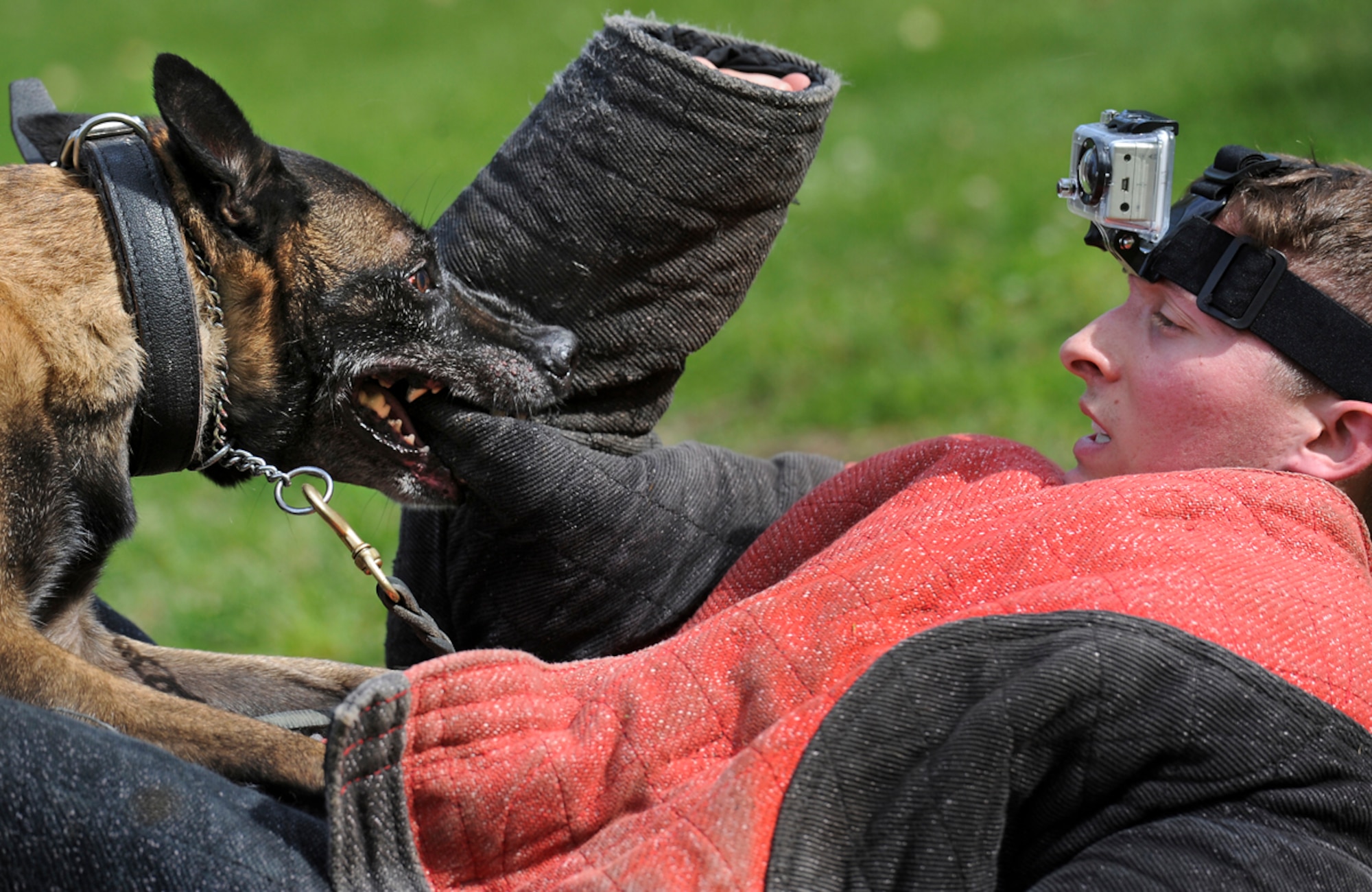 Senior Airman Shawn Witcher, assigned to the 673d Air Base Wing Security Forces Squadron, a native of Mesquite, Texas, locks eyes with Kimba, a military working dog, during a training session on Joint Base Elmendorf-Richardson, Aug. 26, 2013. Security Forces Airmen continually train with their K9 counterparts to keep their teams flexible to respond to law enforcement emergencies, and for overseas deployments.  (U.S. Air Force photo by Justin Connaher/Released)