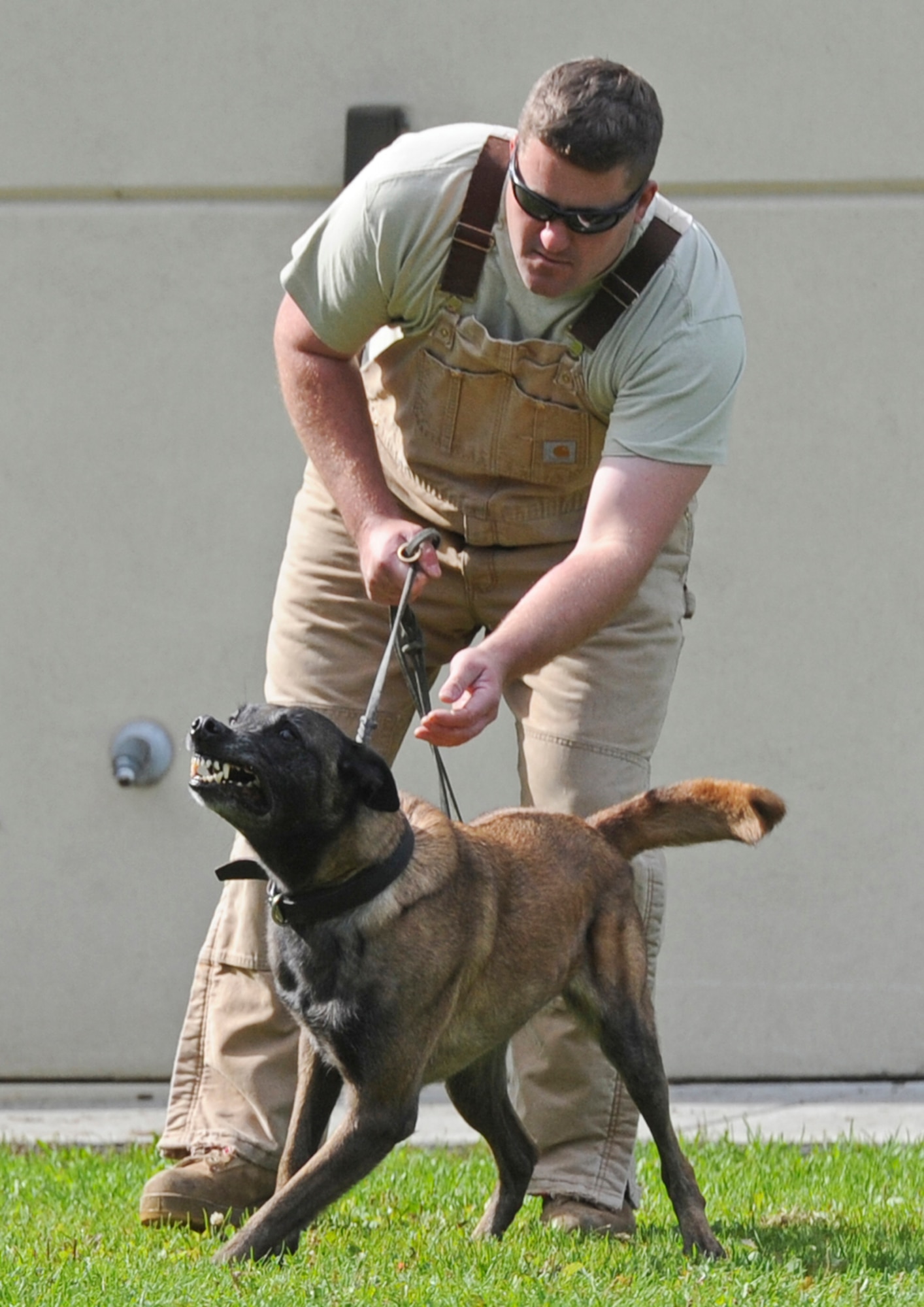 Native k9 training discount