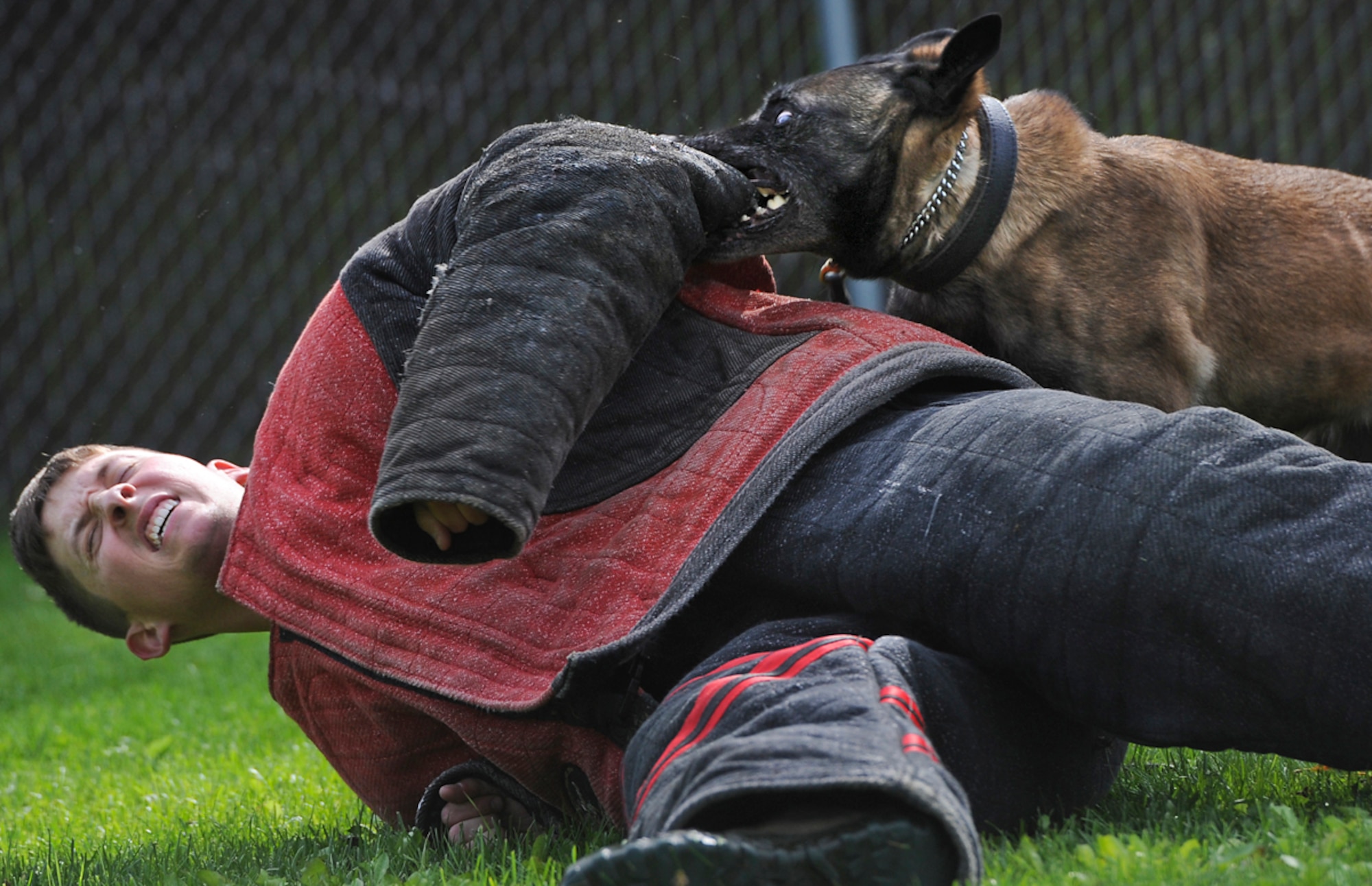 Senior Airman Shawn Witcher, assigned to the 673d Air Base Wing Security Forces Squadron, a native of Mesquite, Texas, winces as Kimba, a military working dog, locks onto his aggression suit during a training session on Joint Base Elmendorf-Richardson, Aug. 26, 2013. Security Forces Airmen continually train with their K9 counterparts to keep their teams flexible to respond to law enforcement emergencies, and for overseas deployments. (U.S. Air Force photo by Justin Connaher/Released)