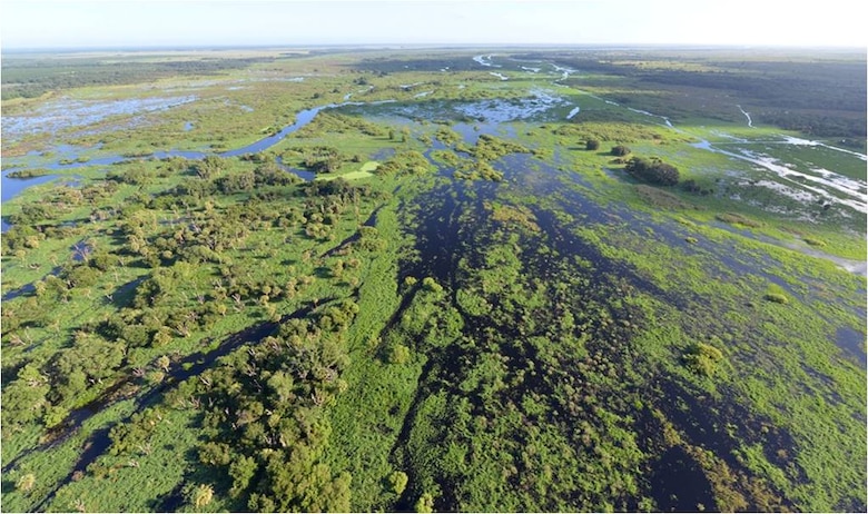 Pictured here is the same section and same view of the Kissimmee River floodplain in the early wet season, two months later, on July 16. The floodplain is already inundated with water, and the water that collects here eventually flows into Lake Okeechobee. The edge of the floodplain, about 1.5 miles wide at this point, is marked by a line of dark green Live Oaks. 