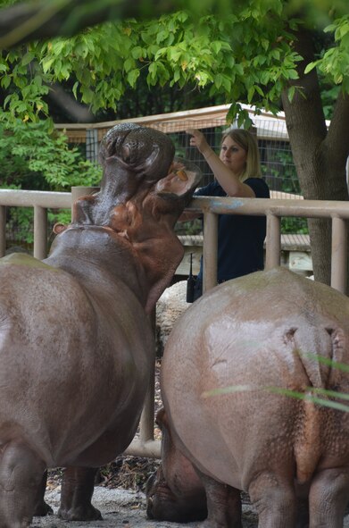 Casey Self, zoologist and 131st Bomb Wing Citizen-Airman, works with hippos ‘Liberty’ and ‘Labor Day’ in the Ruwenzori section of the Kansas City Zoo in Kansas City, Mo., Aug. 9, 2013.  She utilizes hand signals, a clicker, and healthy treats to evoke certain responses, such as opening their mouths, which allow her to safely check on the dental health of the hippo. (U.S. Air National Guard photo by Airman Halley Burgess/Released)