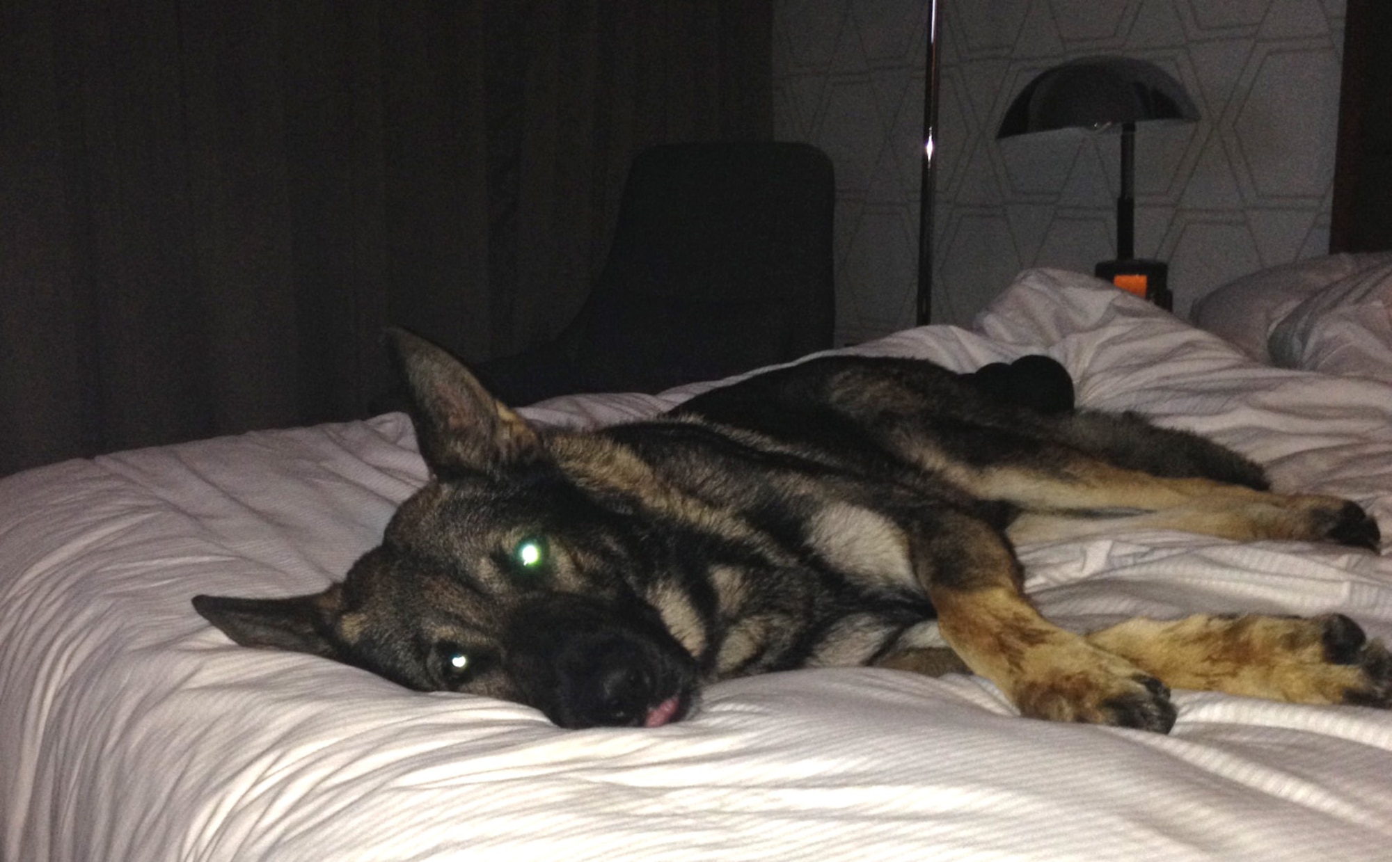 U.S. Air Force Military Working Dog, Onix, lounges on a bed at a hotel in Queens, N.Y. Aug. 24, 2013. Onix was able to relax with his handler instead of being required to sleep in the kennels after duty hours. (Courtesy photo by Staff Sgt. Tyson Naylor/released)