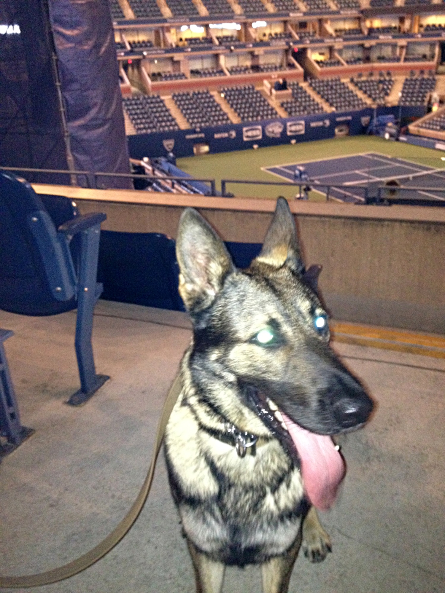 366th Security Forces Squadron Military Working Dog Onix poses for a photo at Arthur Ashe Stadium in Queens, N.Y. Aug. 24, 2013. Onix was one of eight military working dogs helping secure the stadium for First Lady Michelle Obama. (Courtesy photo by Staff Sgt. Tyson Naylor/released)
