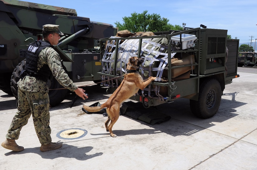 U.S. Navy Master at Arms-3 Class Petty Officer Francisco Cota, JSF dog handler, tosses a reward to the   Belgian Malinois, a military working dog, after it had located an item placed at the post’s motor pull scented with various drug and explosive Sept. 5, 2013. Joint Security Forces’ military working dog handlers performed bomb and drug detection training here in order to keep the MWDs proficient. (Photo released by Mr. Martin Chahin)