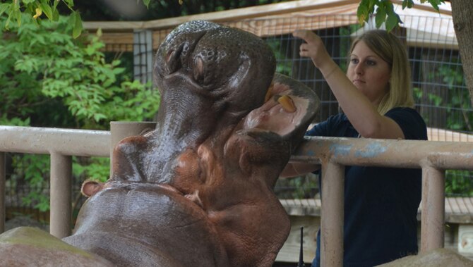 Casey Self works with hippo ‘Liberty’ in the Ruwenzori area of the Kansas City Zoo.  Here she utilizes hand signals, a clicker, and healthy treats to evoke certain responses, such as opening their mouths, which allow her to safely check on the dental health of the hippo. When not working at her civilian job as a zookeeper, Self is a Citizen-Airman with the 131st Bomb Wing, Missouri Air National Guard, at Whiteman AFB., Mo.