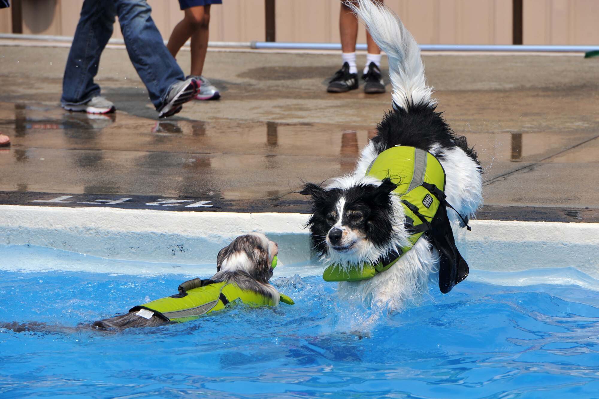 A border collie leaps into the Defender Pool after a tennis ball during Dog Day at Osan Air Base, Republic of Korea, Sept. 8, 2013. The Defender Pool was opened for dogs and their owners to mark the end of the outdoor pool season. (U.S. Air Force photo/Staff Sgt. Emerson Nuñez)