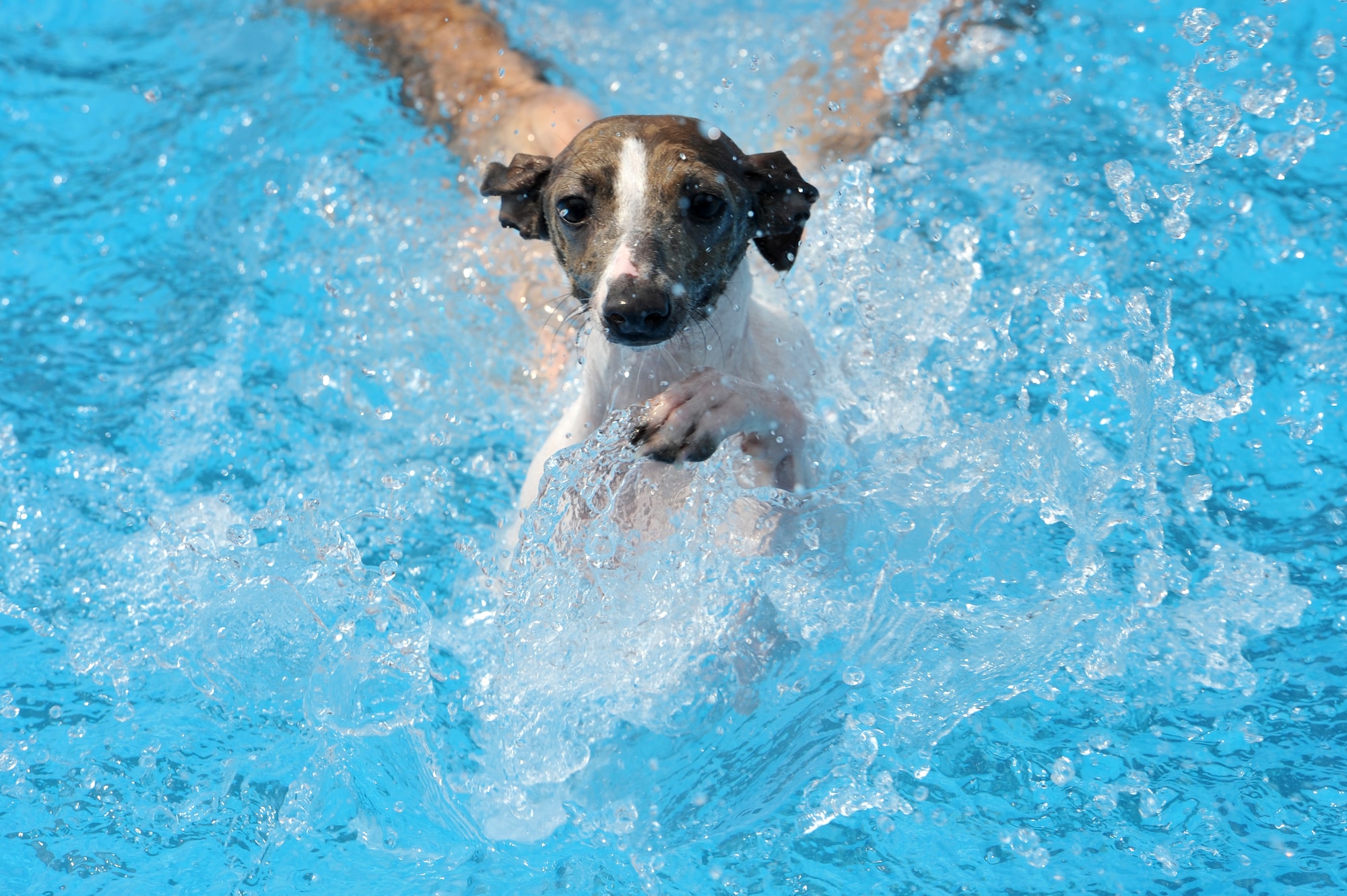 An Italian greyhound paddles through the Defender Pool’s waters during Dog Day at Osan Air Base, Republic of Korea, Sept. 8, 2013. The Defender Pool was opened for dogs and their owners to mark the end of the outdoor pool season. (U.S. Air Force photo/Staff Sgt. Emerson Nuñez)