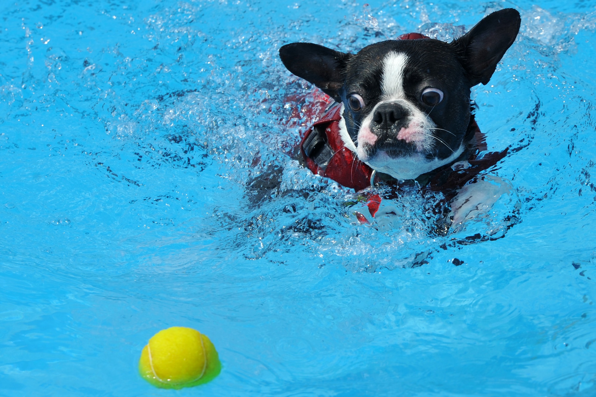 A Boston Terrier fetches a tennis ball at the Defender Pool during Dog Day at Osan Air Base, Republic of Korea, Sept. 8, 2013. The Defender Pool was opened for dogs and their owners to mark the end of the outdoor pool season.  (U.S. Air Force photo/Staff Sgt. Emerson Nuñez)