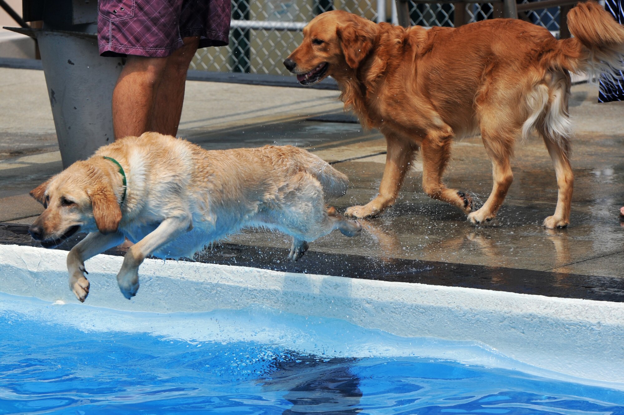 An Airmen’s Golden Retriever leaps into the Defender Pool during Dog Day at Osan Air Base, Republic of Korea, Sept. 8, 2013. The 51st Force Support Squadron hosted the event for a day of fun and excitement for dogs and their owners. (U.S. Air Force photo/Staff Sgt. Emerson Nuñez)