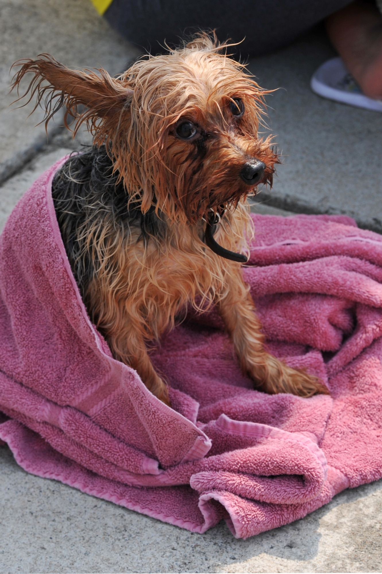 A service member’s Yorkshire Terrier dries off after a visit to the Defender Pool as part of Dog Day at Osan Air Base, Republic of Korea, Sept. 8, 2013. Airmen and their families were encouraged to bring their dogs to the pool to swim and play as long as they were not aggressive and current with all of their vaccinations. (U.S. Air Force photo/Staff Sgt. Emerson Nuñez)
